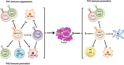 The Yin and Yang of Invariant Natural Killer T Cells in Tumor Immunity—Suppression of Tumor Immunity in the Intestine